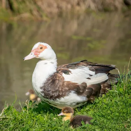 Experience The Peace & Quiet In The North York Moors At Rawcliffe House Farm